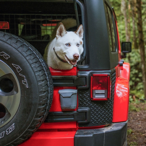 Kurgo Tailgate Dumpster magnetischer KFZ Aufbewahrungsbehälter Mood an Auto mit Hund